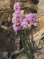 Lachnaea montana