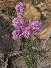 Lachnaea montana