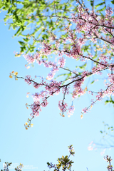 Cercis chinensis