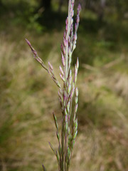 Poa sieberiana, photograph (c) Lachlan Copeland, some rights reserved (CC BY-SA)