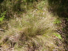 Poa sieberiana