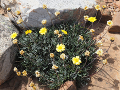 Euryops othonnoides
