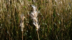 Bothriochloa saccharoides