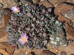 Esterhuysenia alpina