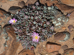 Esterhuysenia alpina