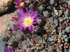 Esterhuysenia alpina
