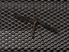 Tipula nova