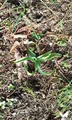 Muscari comosum