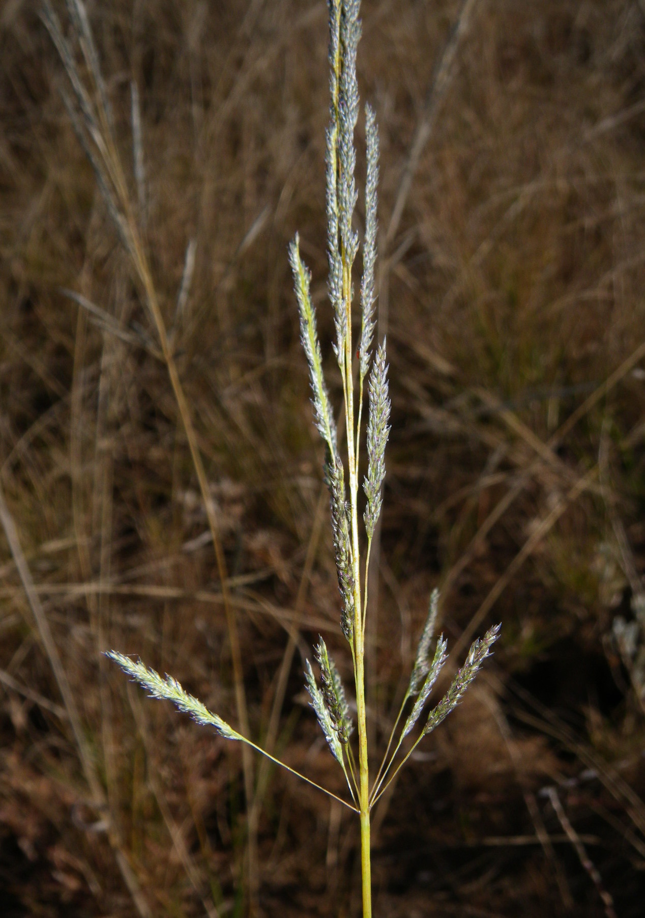 Sporobolus actinocladus