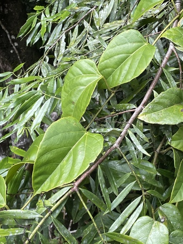 Cissus vinosa observed 2026-02-07