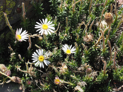 Polyarrhena imbricata