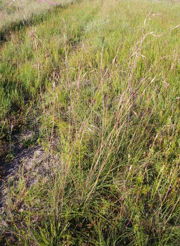 tall oat grass (Themeda avenacea)