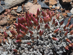 Syncarpha canescens tricolor