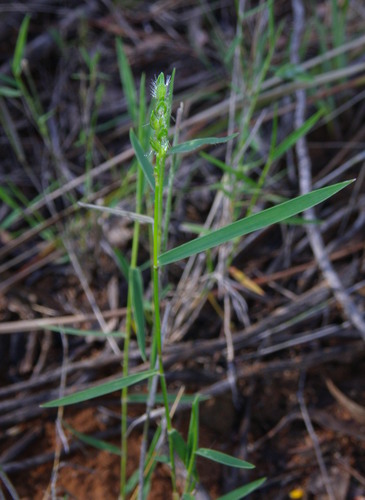 Mulga Mitchell Grass (Thyridolepis mitchelliana)