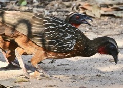 Penelope ochrogaster