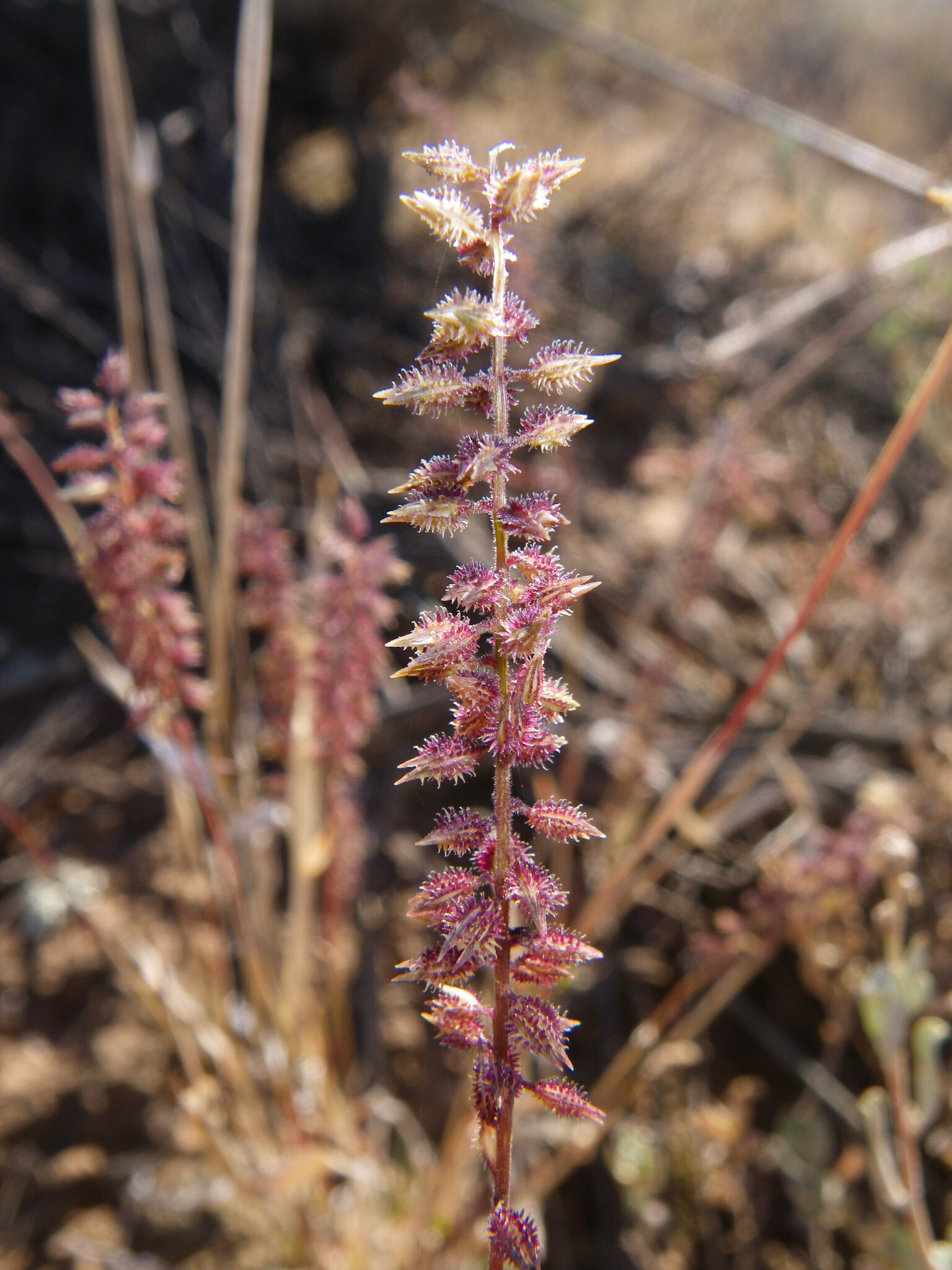Australian Bur-Grass (Tragus australianus)