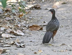 Penelope ochrogaster