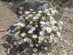 Polyarrhena imbricata