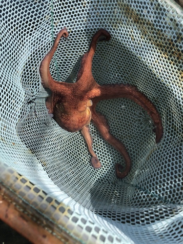 Mexican Four-eyed Octopus