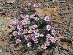 Dimorphotheca montana