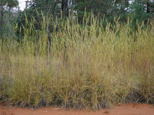Triodia scariosa, photograph 6
