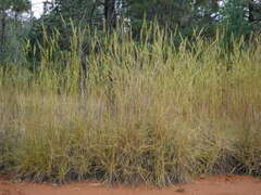 Triodia scariosa, photograph (c) Lachlan Copeland, some rights reserved (CC BY-SA)