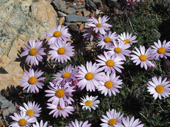 Dimorphotheca montana