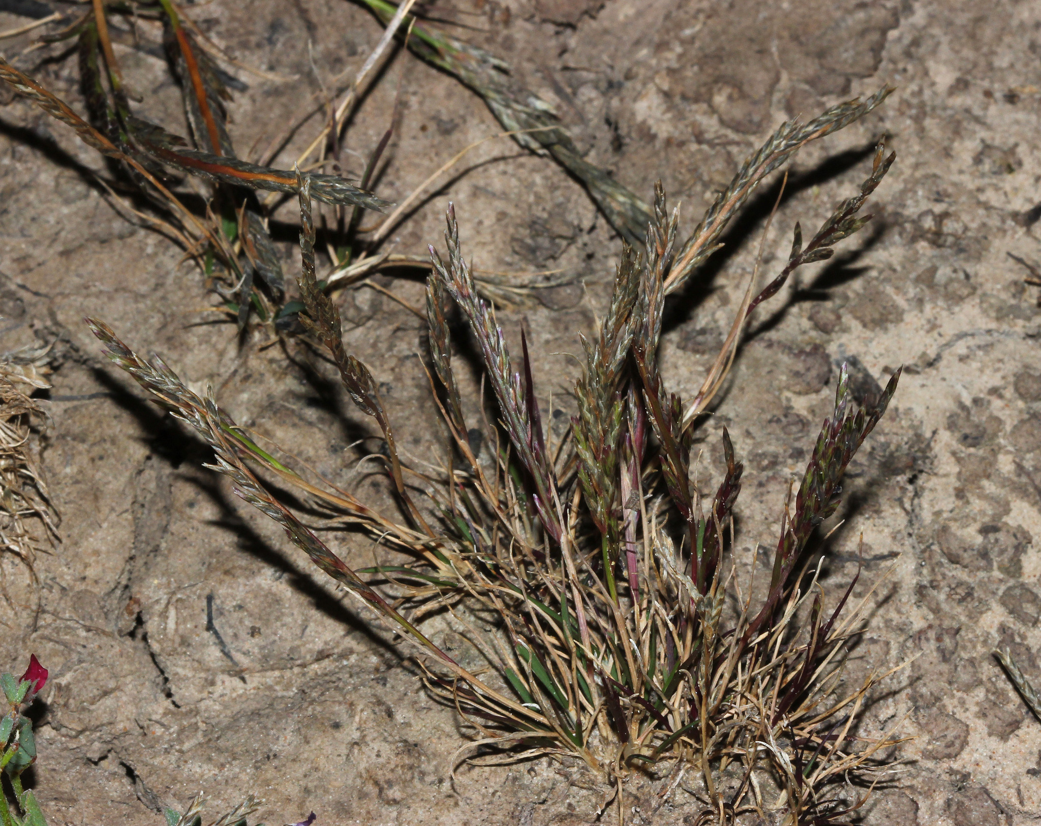 Five Minute Grass (Tripogonella loliiformis)