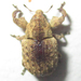 Acallopistus - Photo 由 Botswanabugs 所上傳的 不保留任何權利