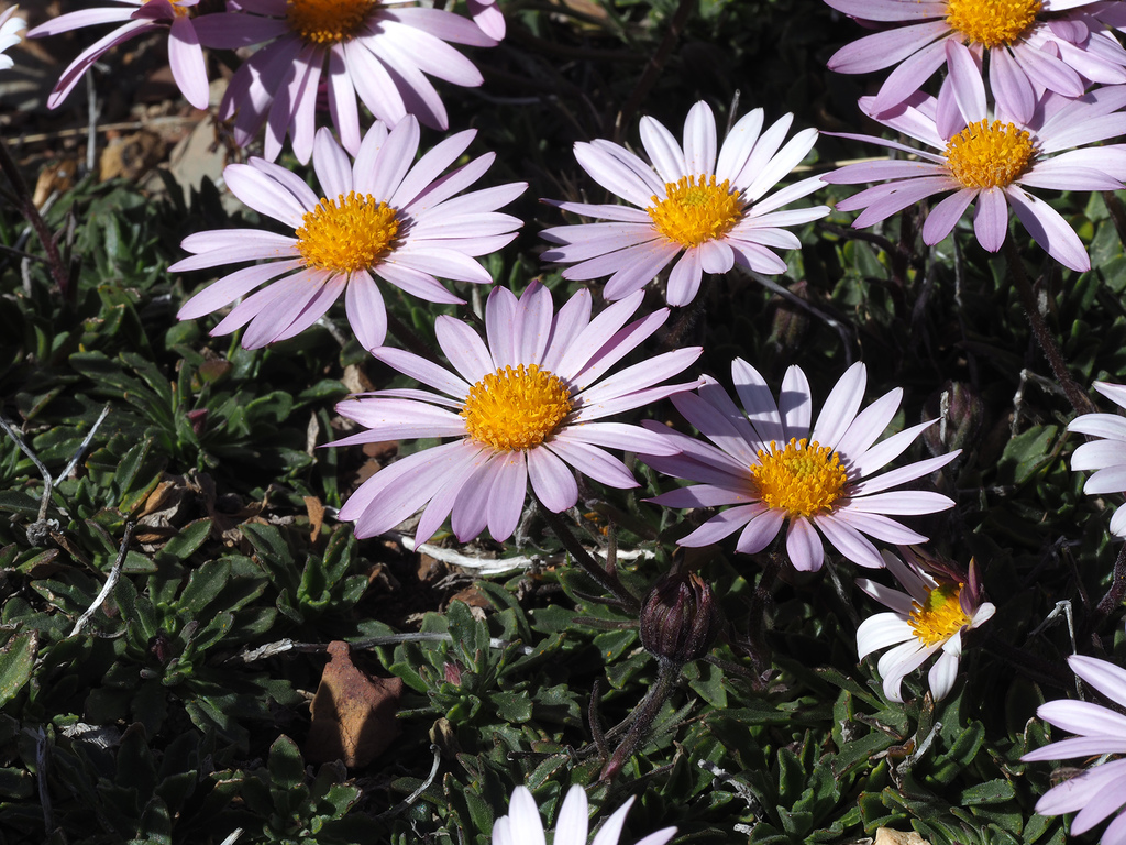 Beautiful Rain Daisy