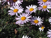 Beautiful Rain Daisy - Photo (c) Felix Riegel, some rights reserved (CC BY-NC), uploaded by Felix Riegel