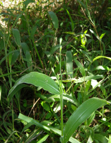 Leafy Panic (Urochloa foliosa)