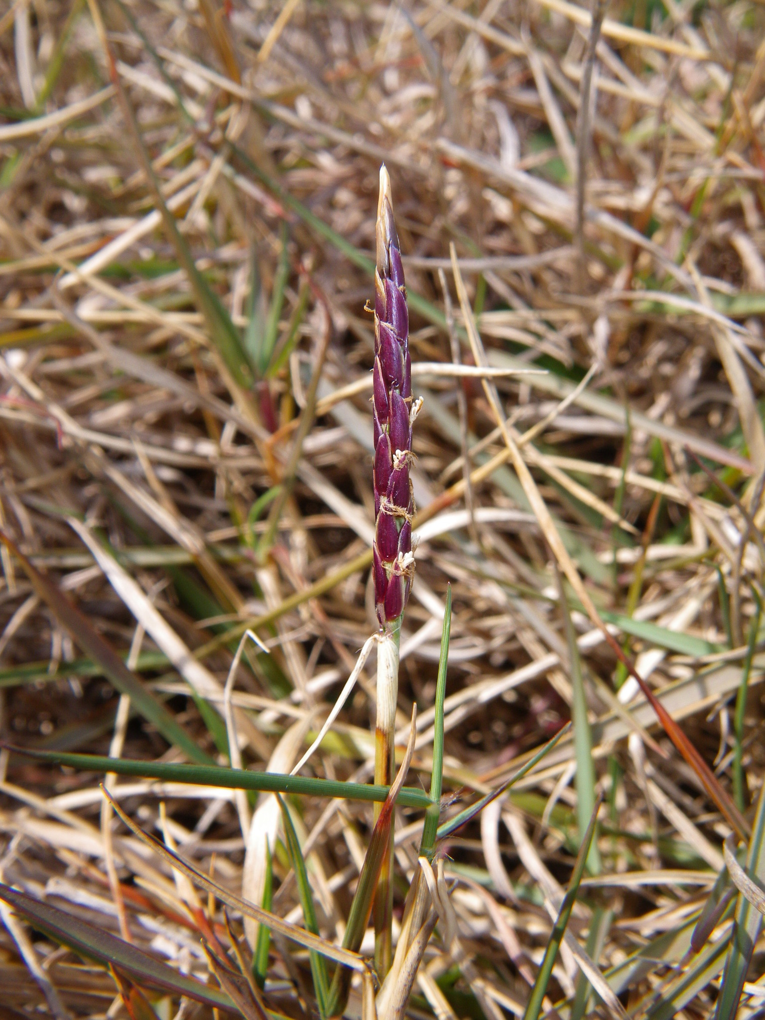 Zoysia macrantha