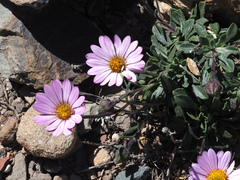 Dimorphotheca montana