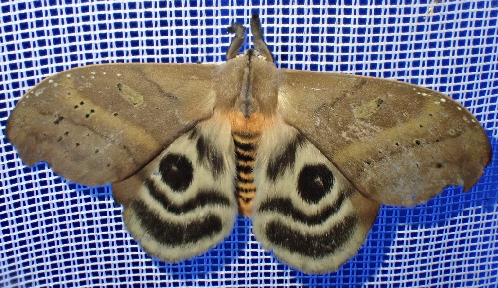 Hyperchiria aniris