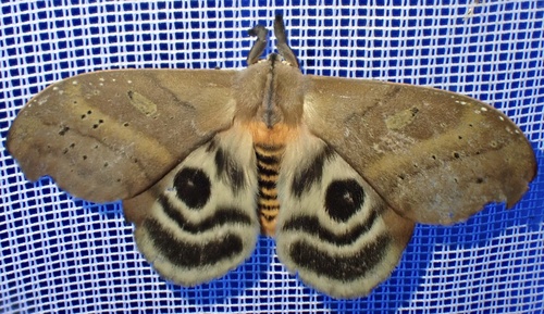 Hyperchiria aniris