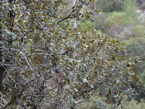 Quercus alnifolia, photograph 6