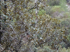 Quercus alnifolia, photograph (c) Marios Thoma, some rights reserved (CC BY)