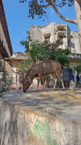 Sambar