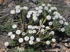 Lachnaea pomposa