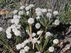 Lachnaea pomposa