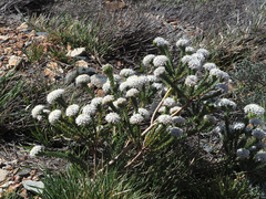 Lachnaea pomposa