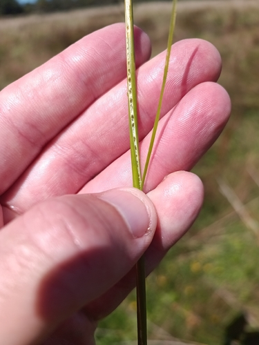 Wiwi (Juncus edgariae)