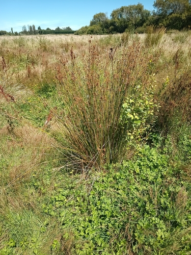 Juncus edgariae, photograph 6
