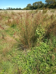 Juncus edgariae, photograph (c) Joe Potter Butler, some rights reserved (CC BY)