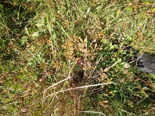 New Zealand Silverweed (Argentina anserinoides)