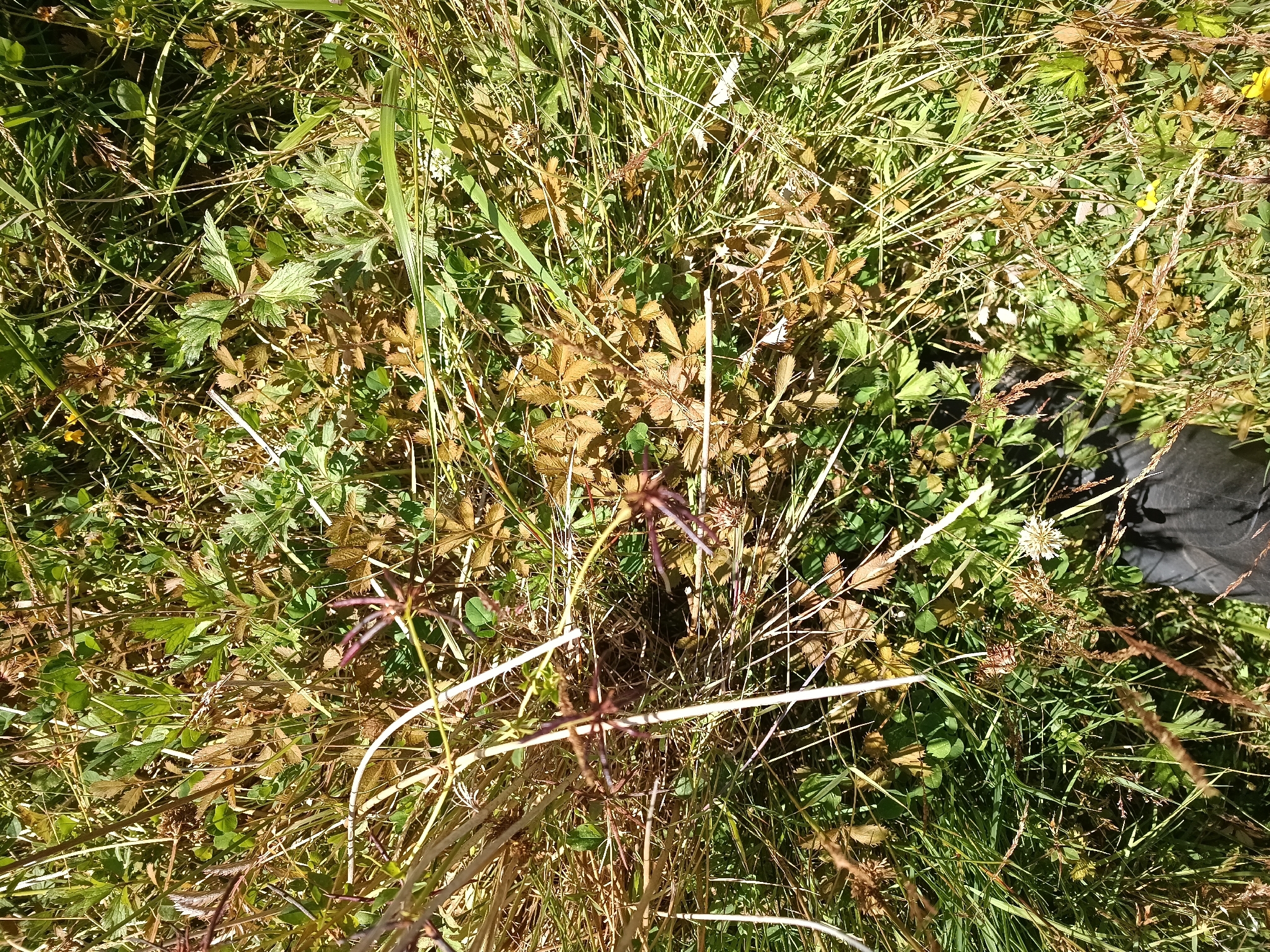 New Zealand Silverweed (Argentina anserinoides)