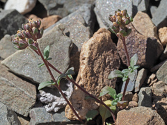 Phyllopodium viscidissimum