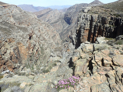 Esterhuysenia alpina