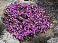 Esterhuysenia alpina